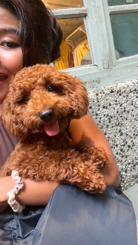 Toy Poodle