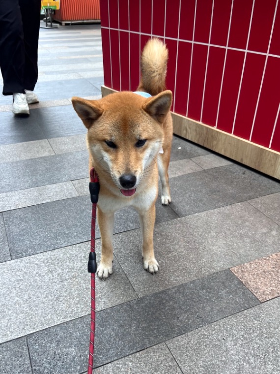Shiba Inu