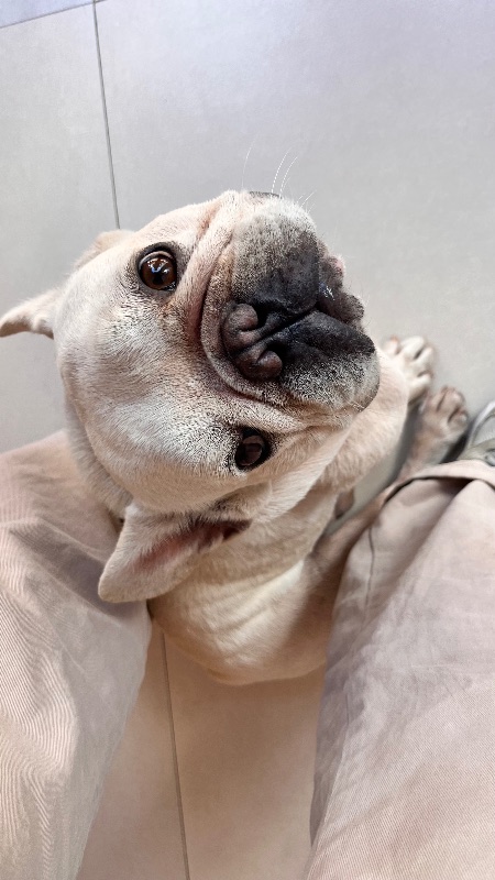 French Bulldog