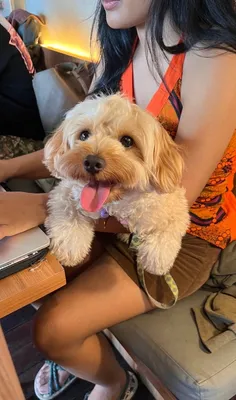 Maltipoo