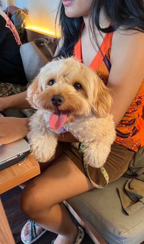 Maltipoo