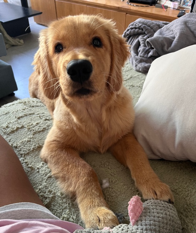 Golden Retriever