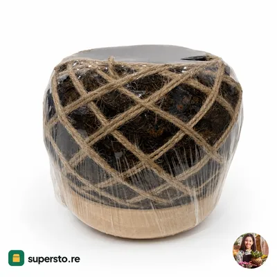 Kokedama moss ball tabletop plant wrapped in brown-cream jute — Koke Dama