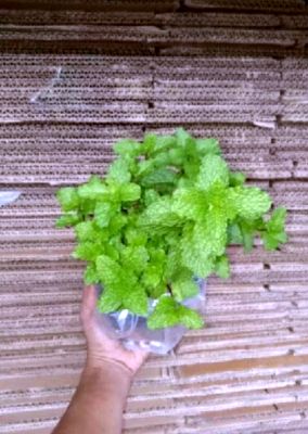 Bibit mint