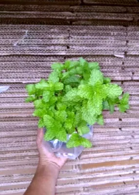 Bibit mint
